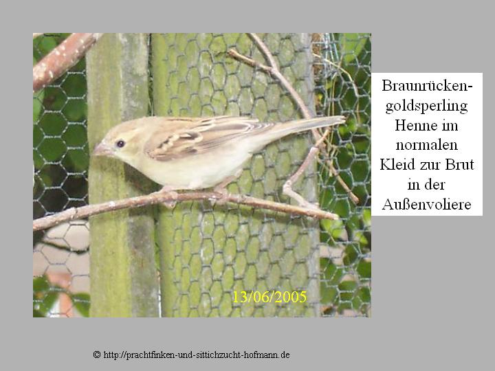 Braunrücken Goldsperling, Goldsperling, Auripasser luteus, Sudan golden